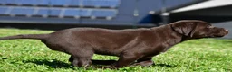 Labrador Retriever dogs for sale: Java - Ad 6