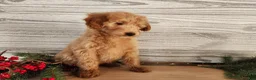 Mini Goldendoodle dogs for sale: Reno - Ad 5