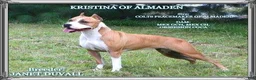 American Staffordshire Terrier dogs for sale: American Staffordshire Terrier 2 - Ad 47