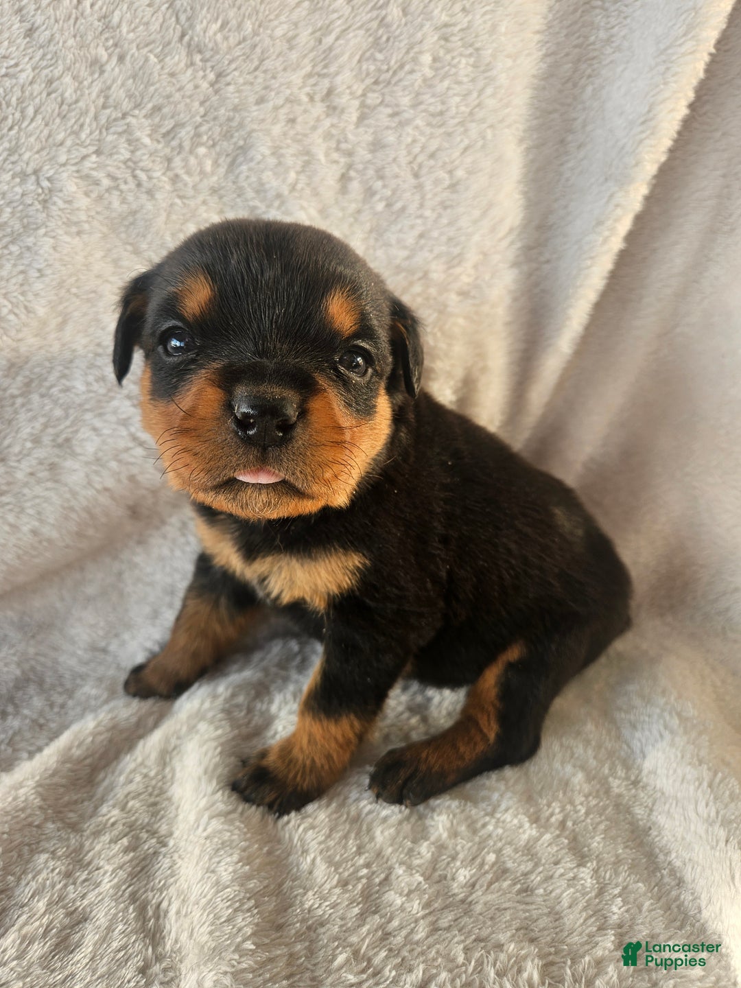 Rottweiler dogs for sale: Honey - Ad 1