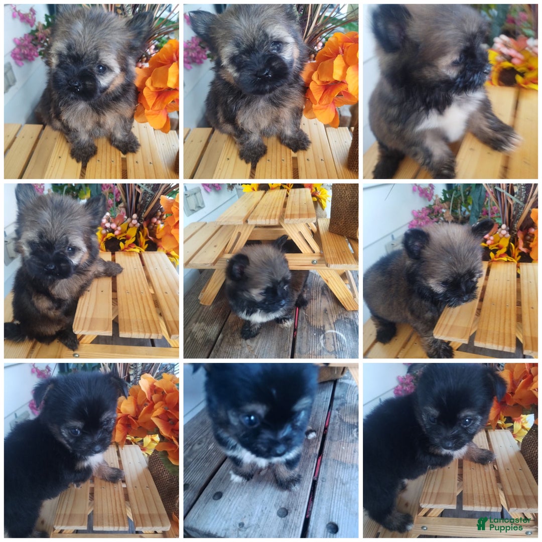 Mixed Breed dogs for sale: Mixed Breed Puppy 1 - Ad 1