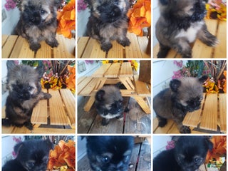 Mixed Breed dogs Mixed Breed Puppy 1 - Ad 32