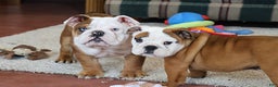 English Bulldog dogs for sale: English Bulldog Puppy 1 - Ad 10