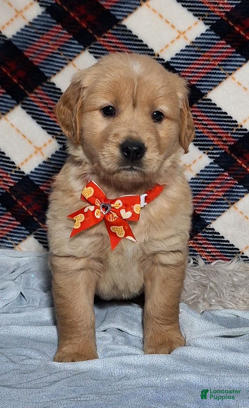 Golden Retriever dogs Austin - Ad 35