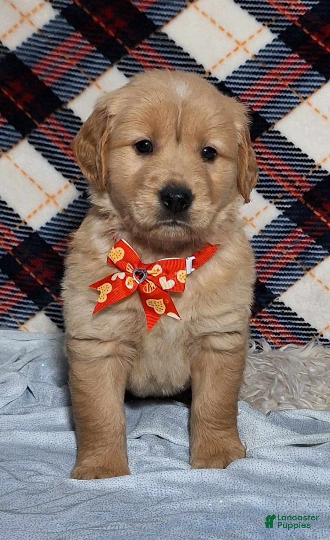 Golden Retriever dogs for sale: Austin - Ad 1
