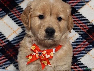 Golden Retriever dogs Austin - Ad 35