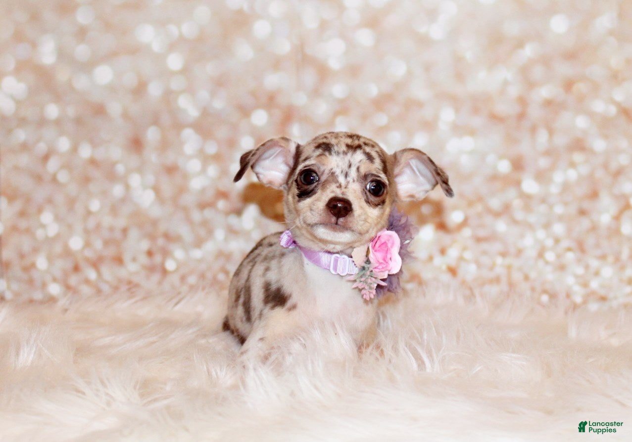 Chihuahua dogs Guinevere - Ad 1