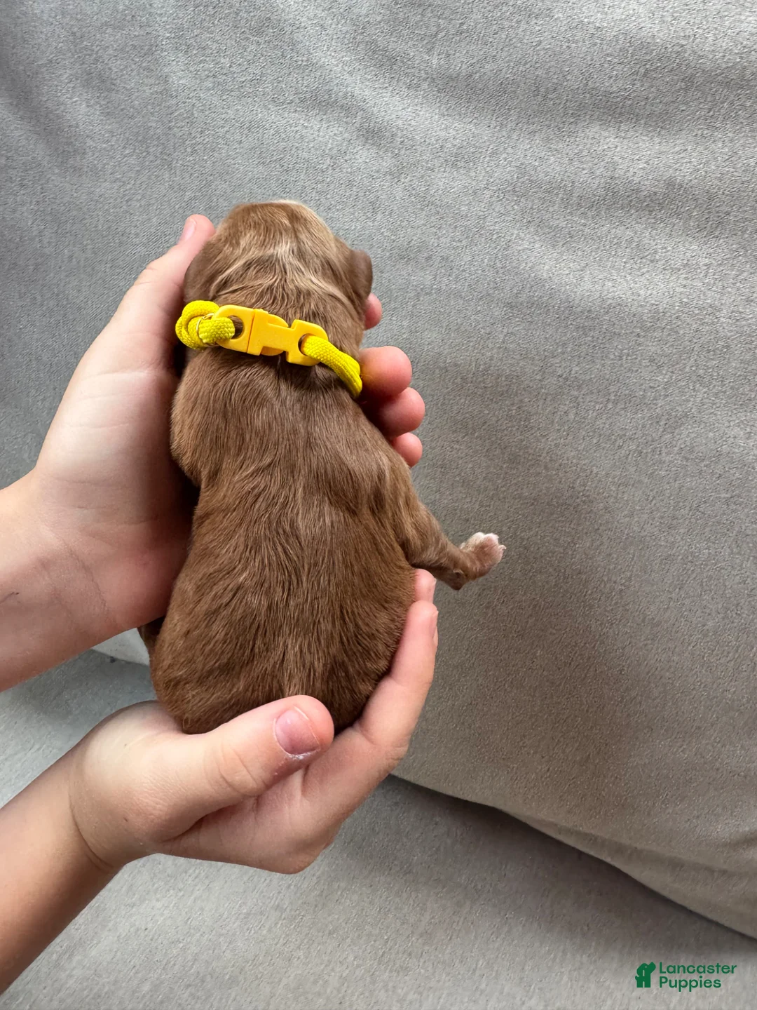 Mixed Breed dogs for sale: Goldendoodle Puppy 5 - Ad 2