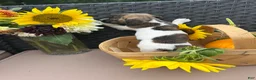 Jack Russell Terrier dogs for sale: Cocoa  - Ad 2
