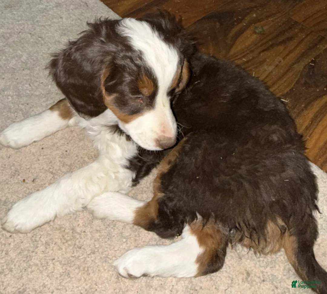 Mini Bernedoodle dogs for sale: Jasmin - Ad 2