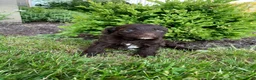 Portuguese Water Dog dogs for sale: Lola - Ad 7