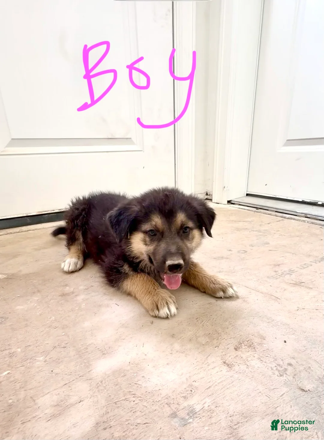 Mixed Breed dogs for sale: Mixed Breed 5 - Ad 2