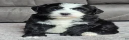 Mini Bernedoodle dogs for sale: Mini Clover - Ad 7