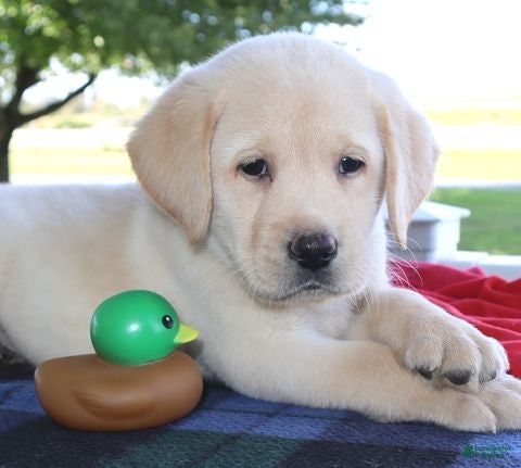 Labrador Retriever dogs Jackson - English Champ lines - Ad 1