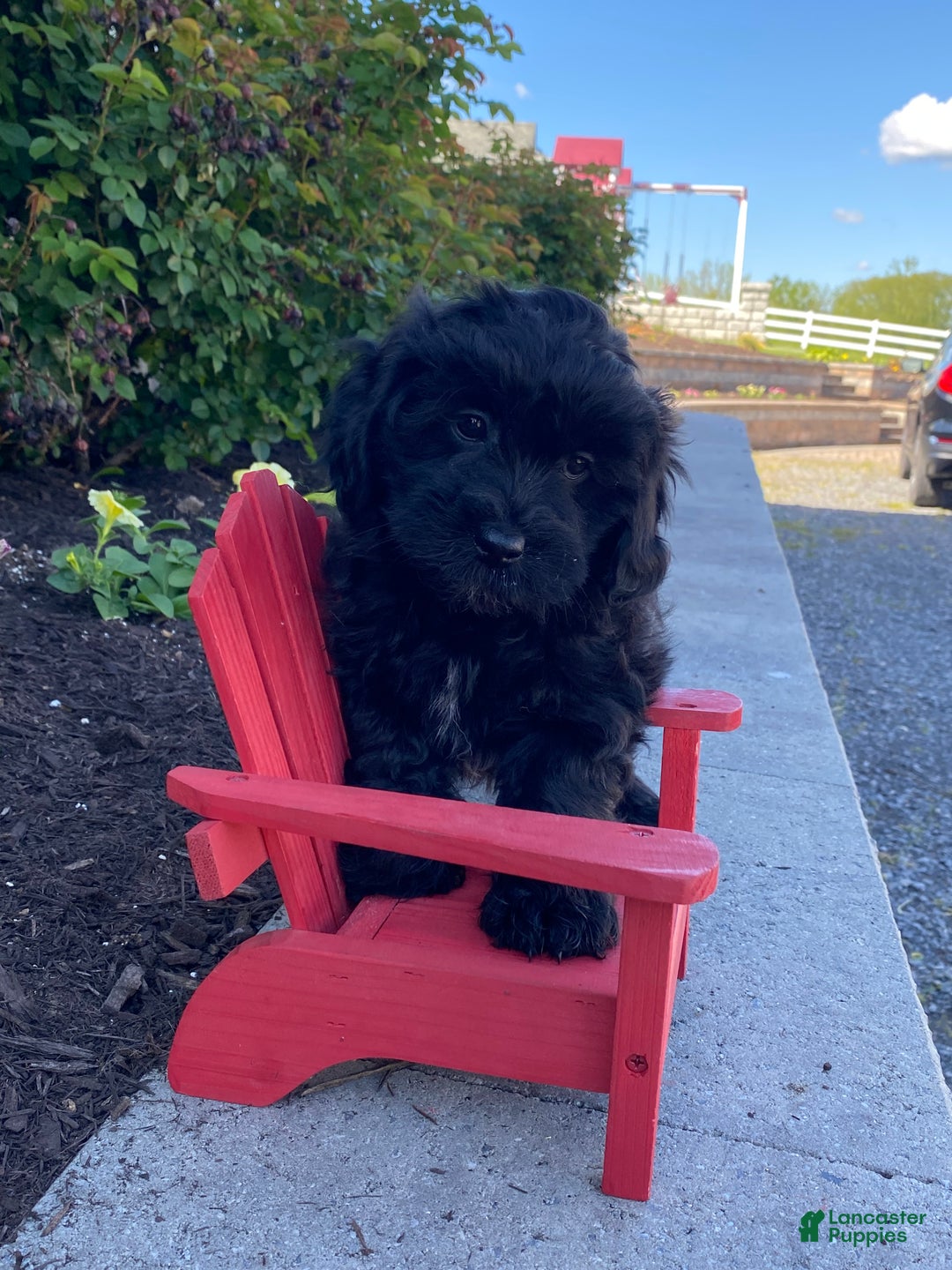 Lhasapoo dogs for sale: Jase - Ad 5