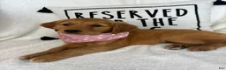 Golden Retriever dogs for sale: Gigi - Ad 3