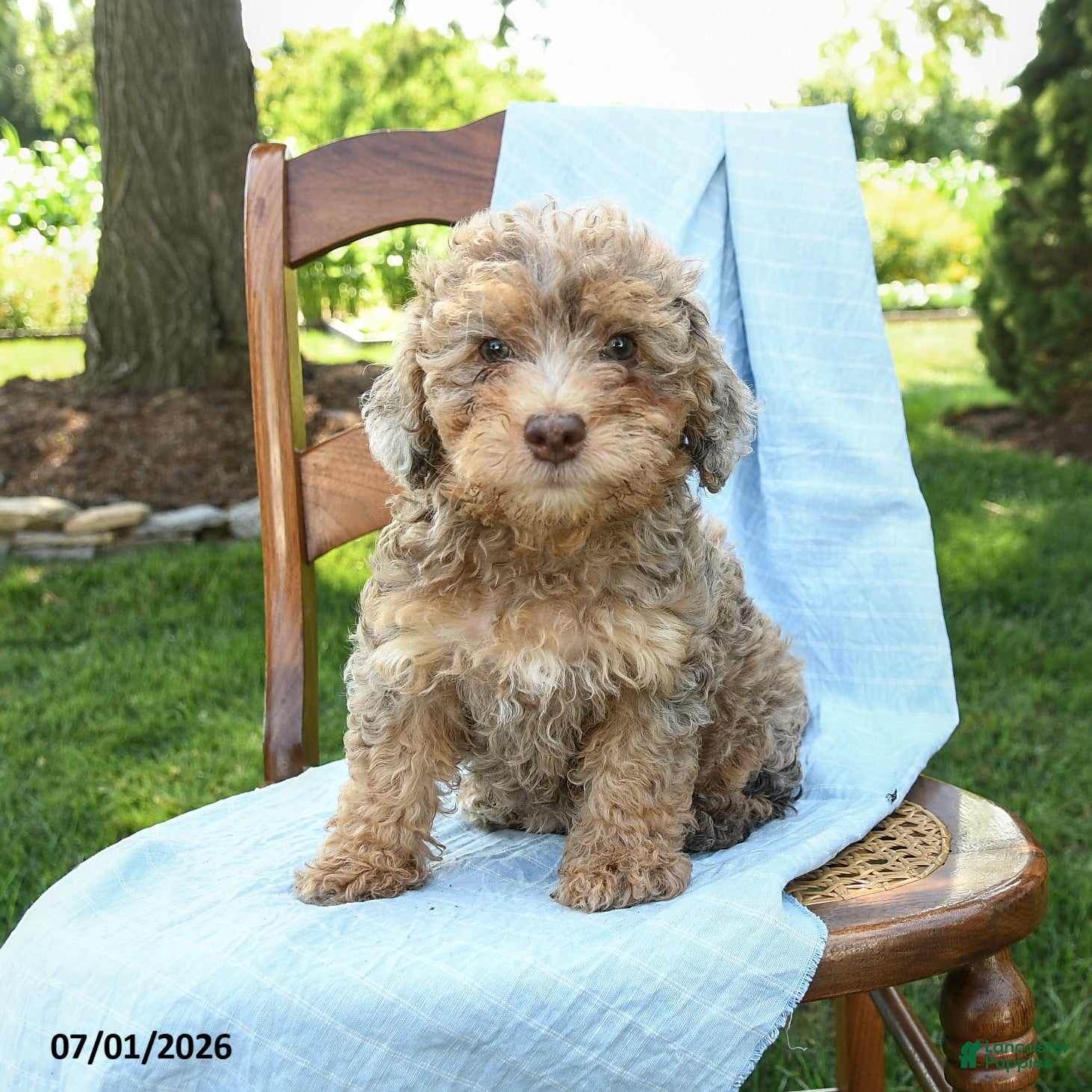 Mini Bernedoodle dogs Chana - Ad 1