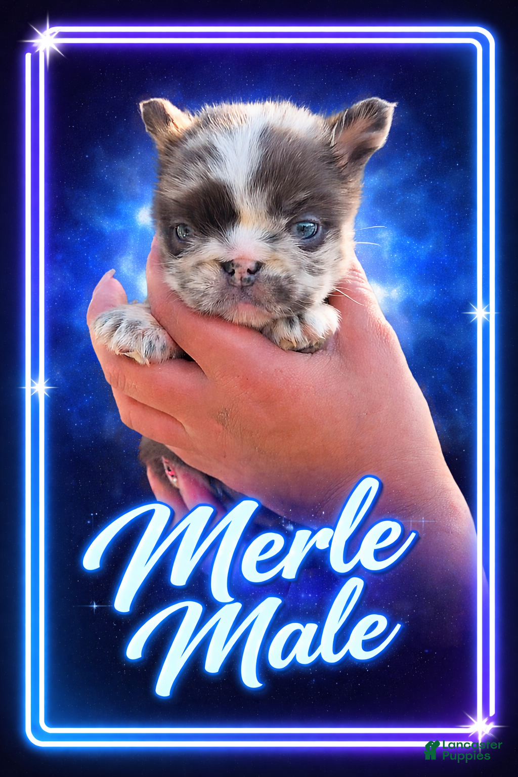 French Bulldog dogs French Bulldog Puppy 1 - Ad 1