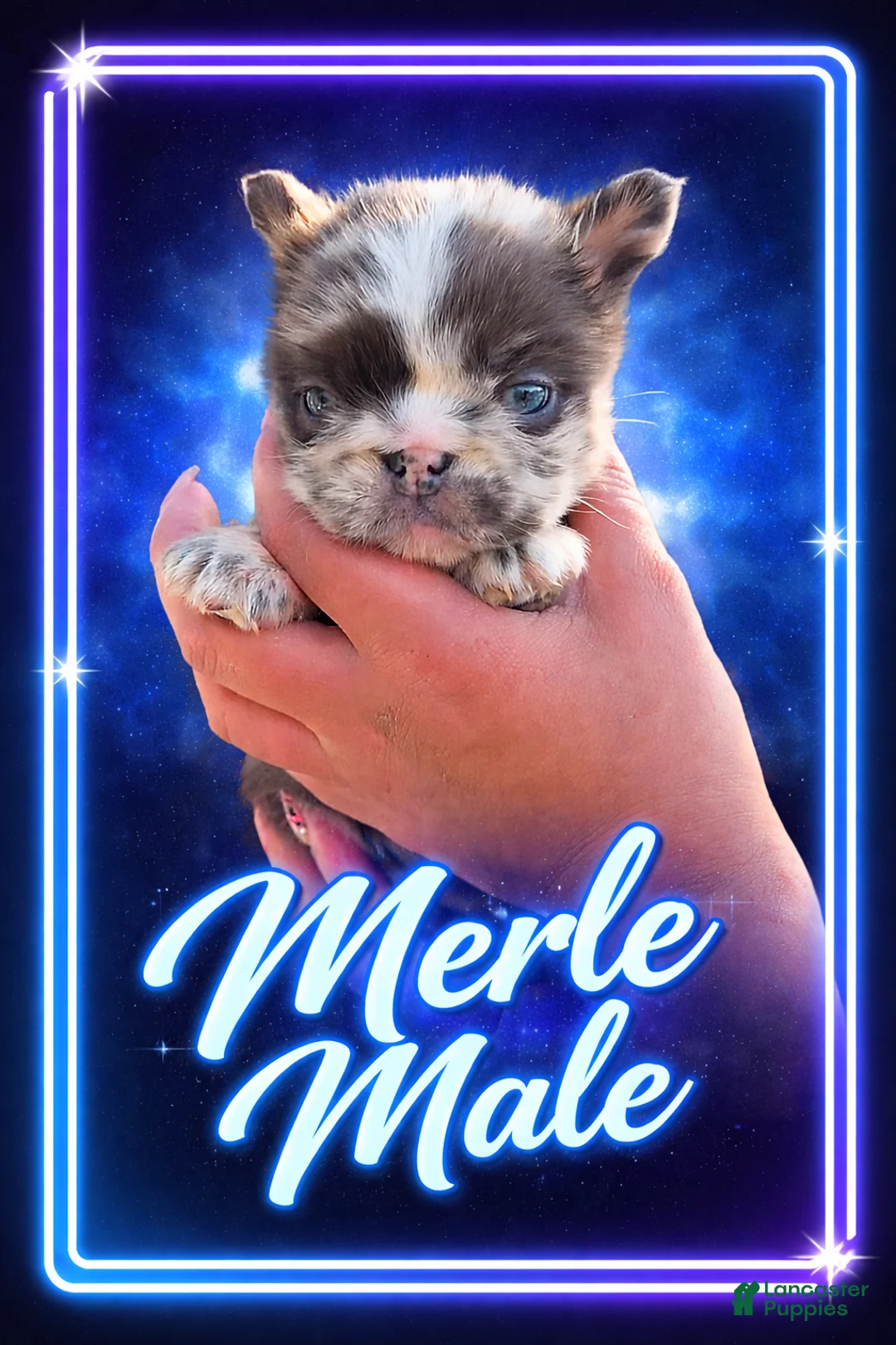 French Bulldog dogs for sale: French Bulldog Puppy 1 - Ad 1