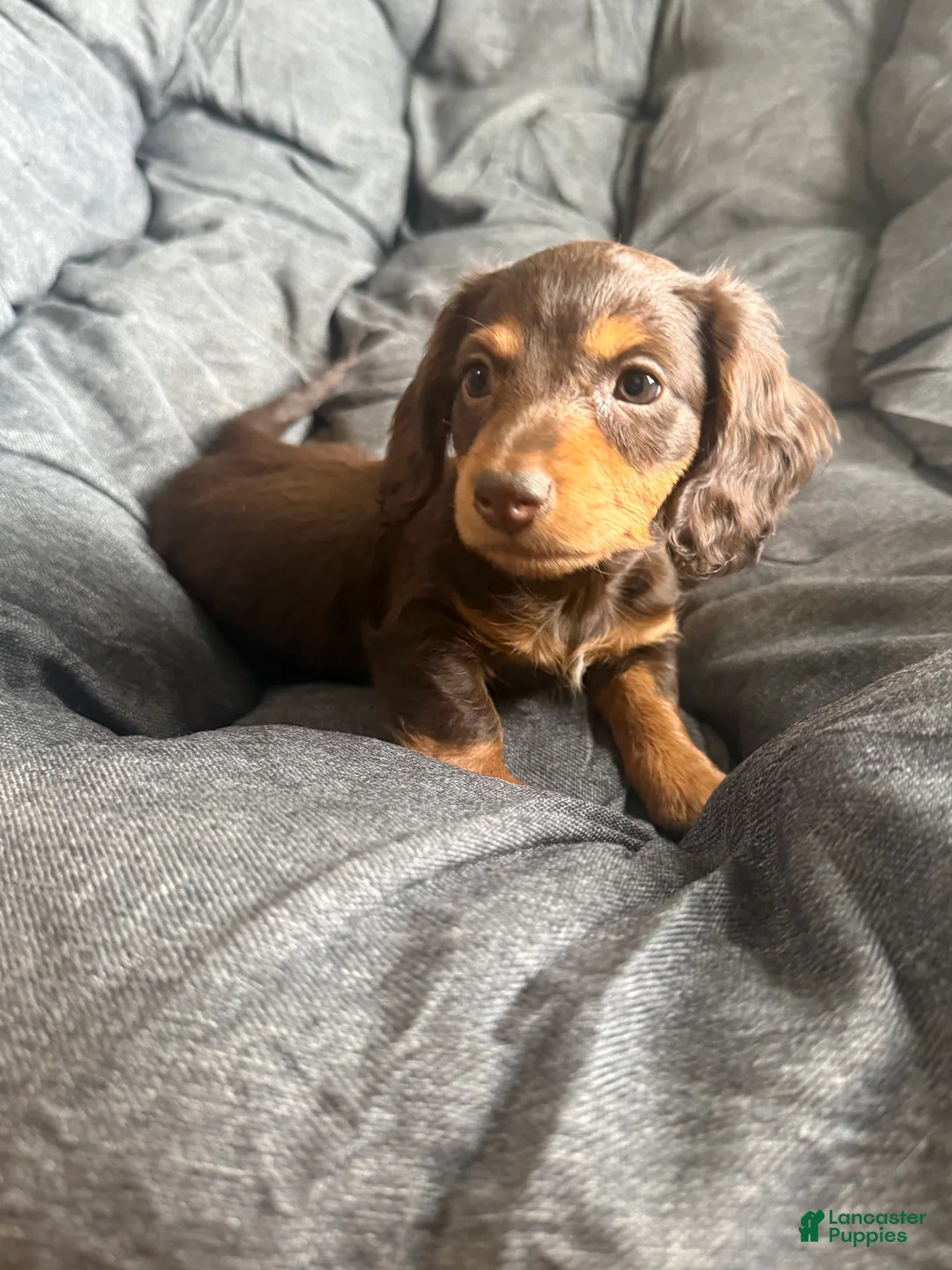Dachshund dogs for sale: Dachshund Puppy 2 - Ad 2