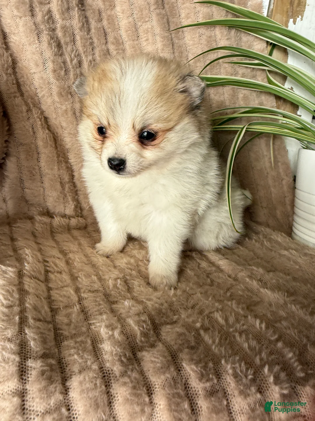 Pomeranian dogs for sale: Russel - Ad 7