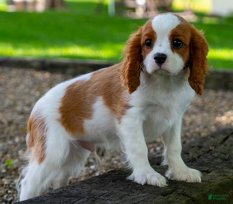 Cavalier King Charles Spaniel dogs Spencer - Ad 2