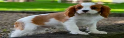 Cavalier King Charles Spaniel dogs for sale: Spencer - Ad 2