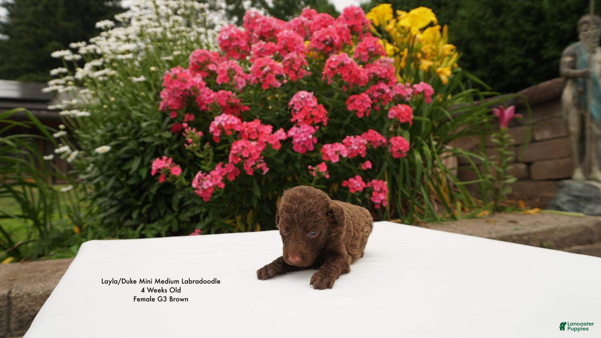 Miniature Labradoodle dogs LD G3 - Ad 2