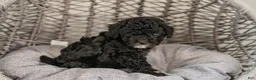 Cockapoo dogs for sale: Willow - Ad 4