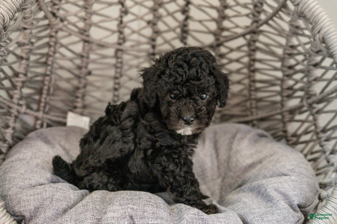 Cockapoo dogs for sale: Willow - Ad 4