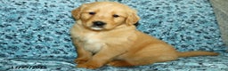 Golden Retriever dogs for sale: Harley - Ad 1