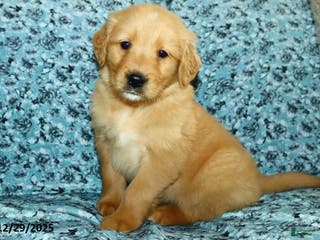 Golden Retriever dogs Harley - Ad 36