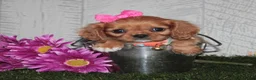 King Charles Spaniel dogs for sale: King Charles Spaniel 1 - Ad 5