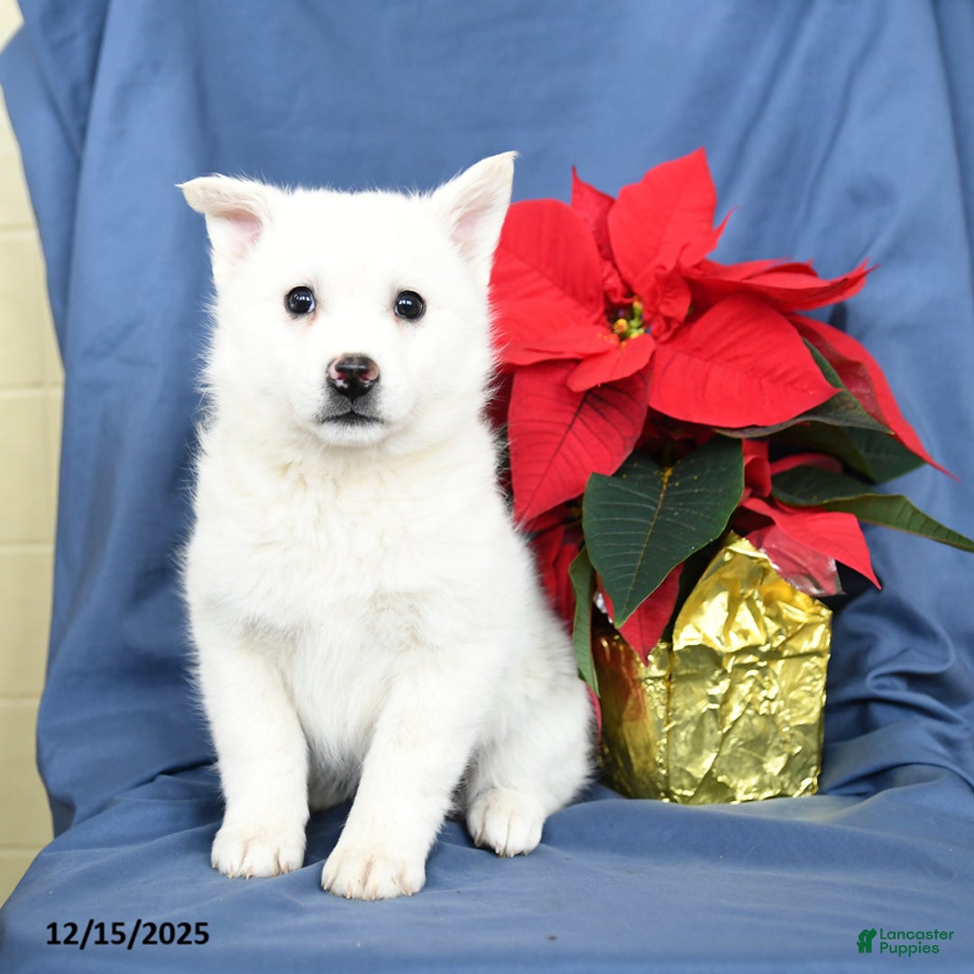 Mixed Breed dogs for sale: Cotton - Ad 1