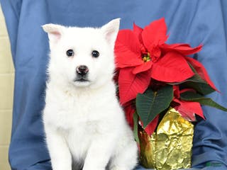 Mixed Breed dogs Cotton - Ad 8