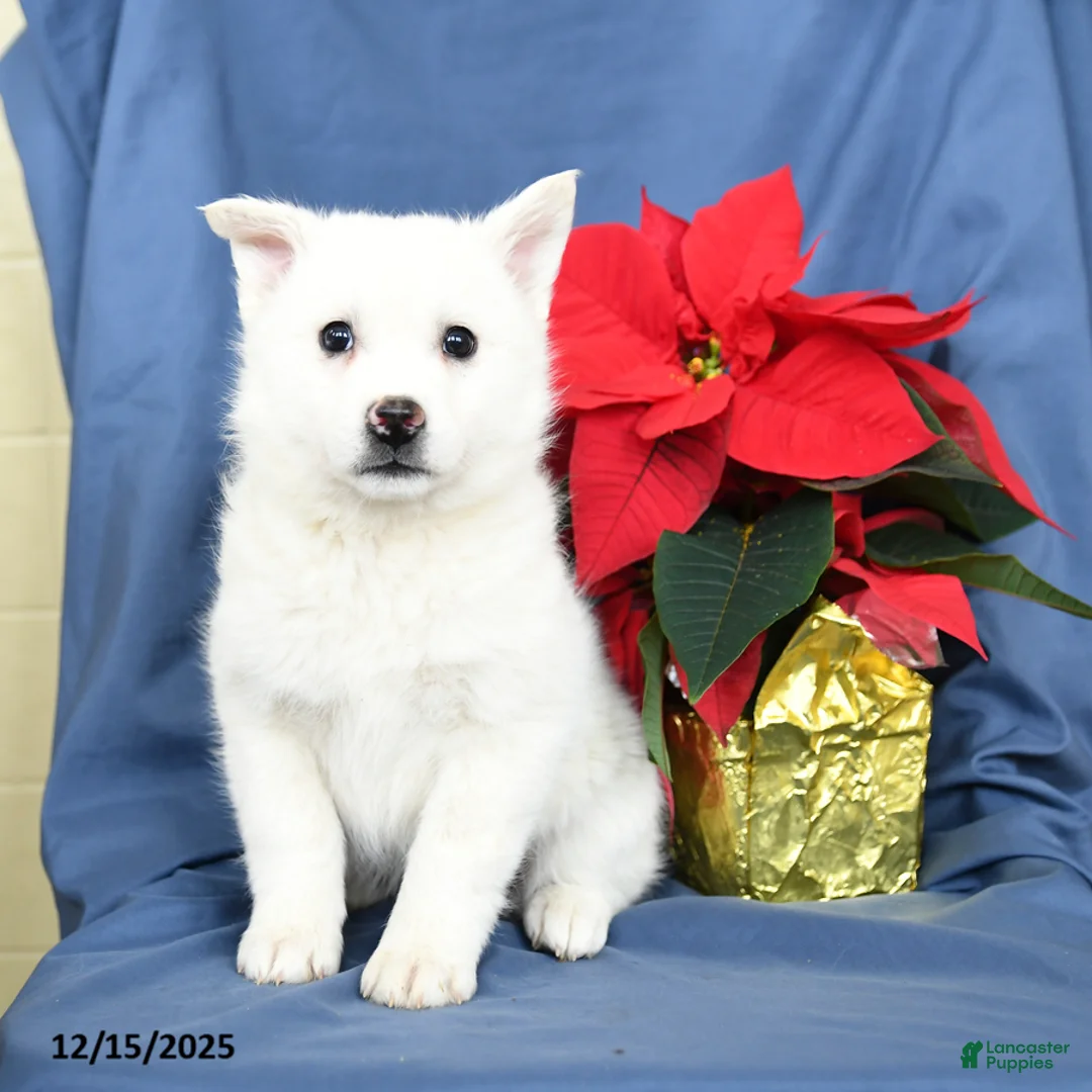 Mixed Breed dogs for sale: Cotton - Ad 1