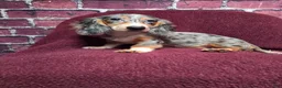 Miniature Dachshund dogs for sale: Chloe - Ad 1