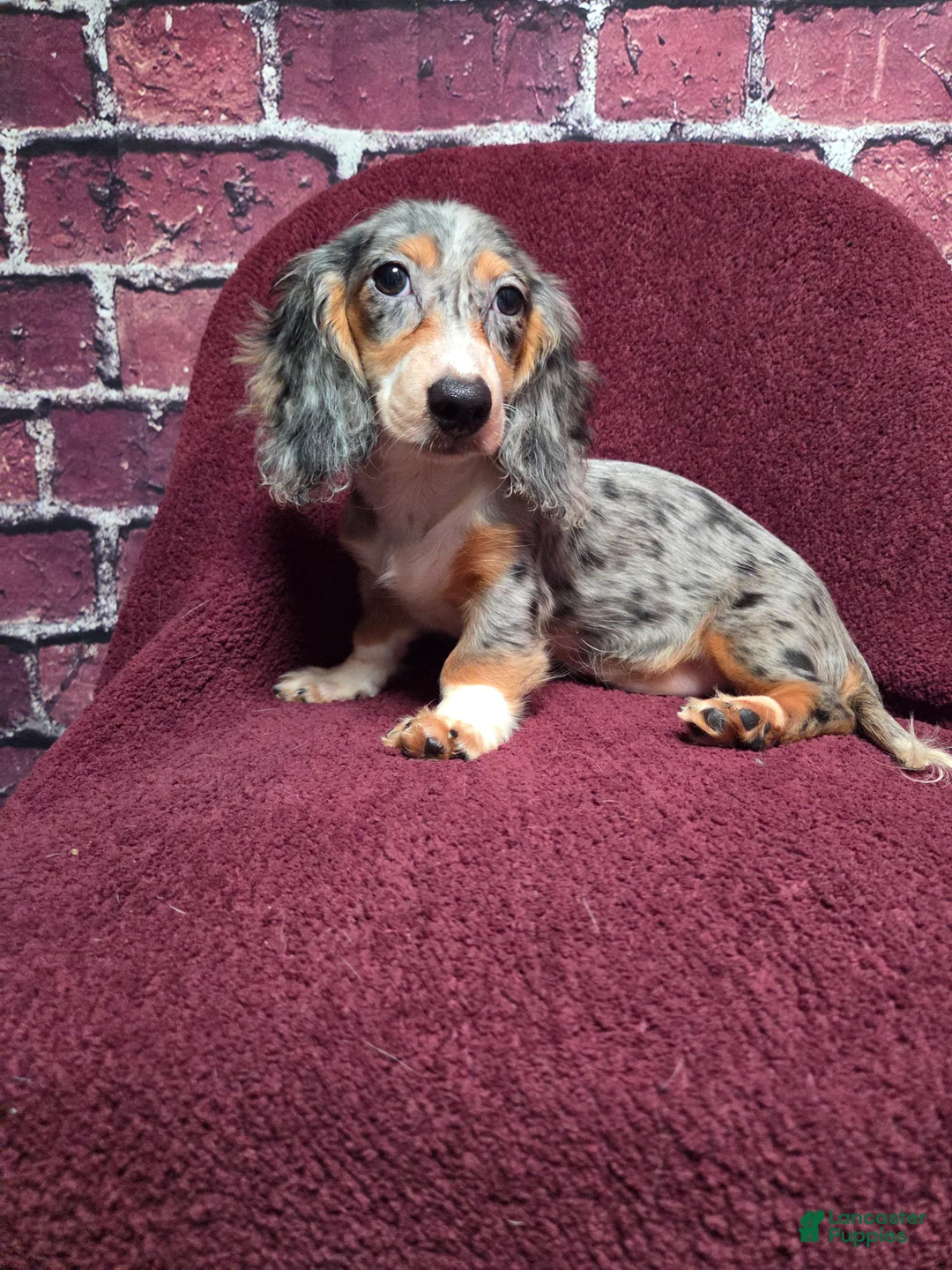 Miniature Dachshund dogs for sale: Chloe - Ad 1