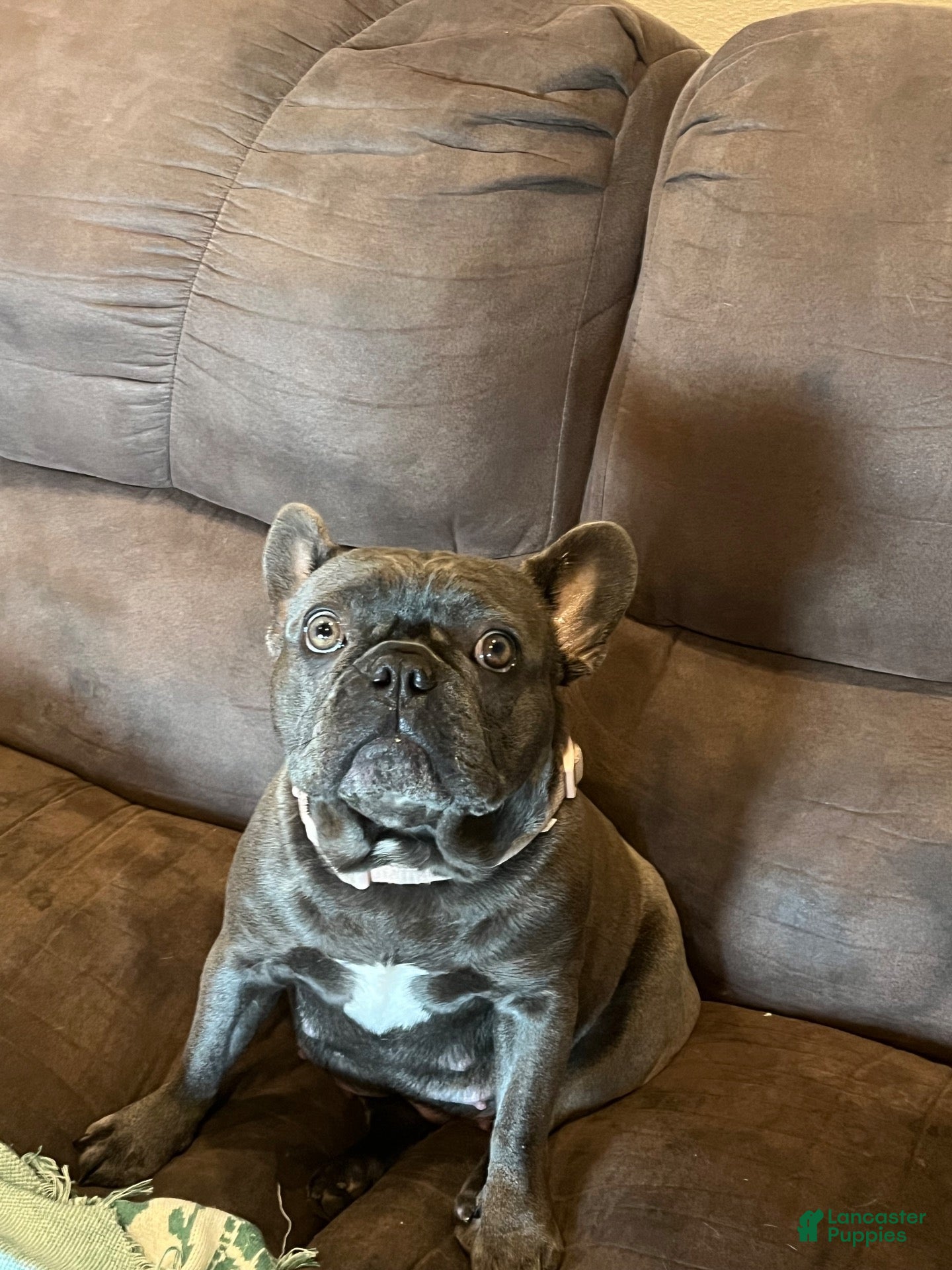 French Bulldog dogs French bulldog 2 - Ad 2