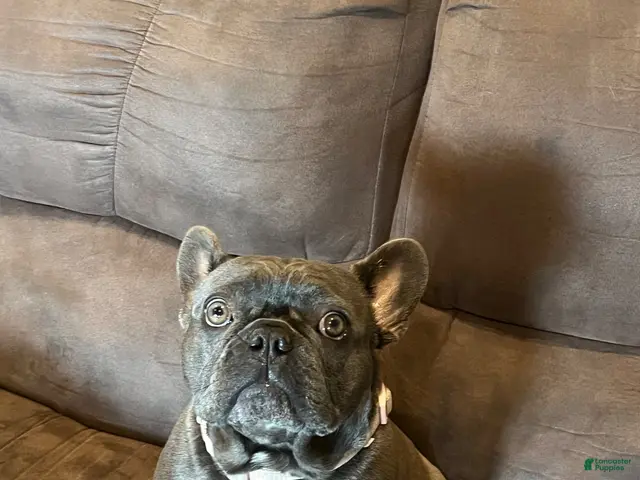 French Bulldog dogs French bulldog 2 - Ad 2