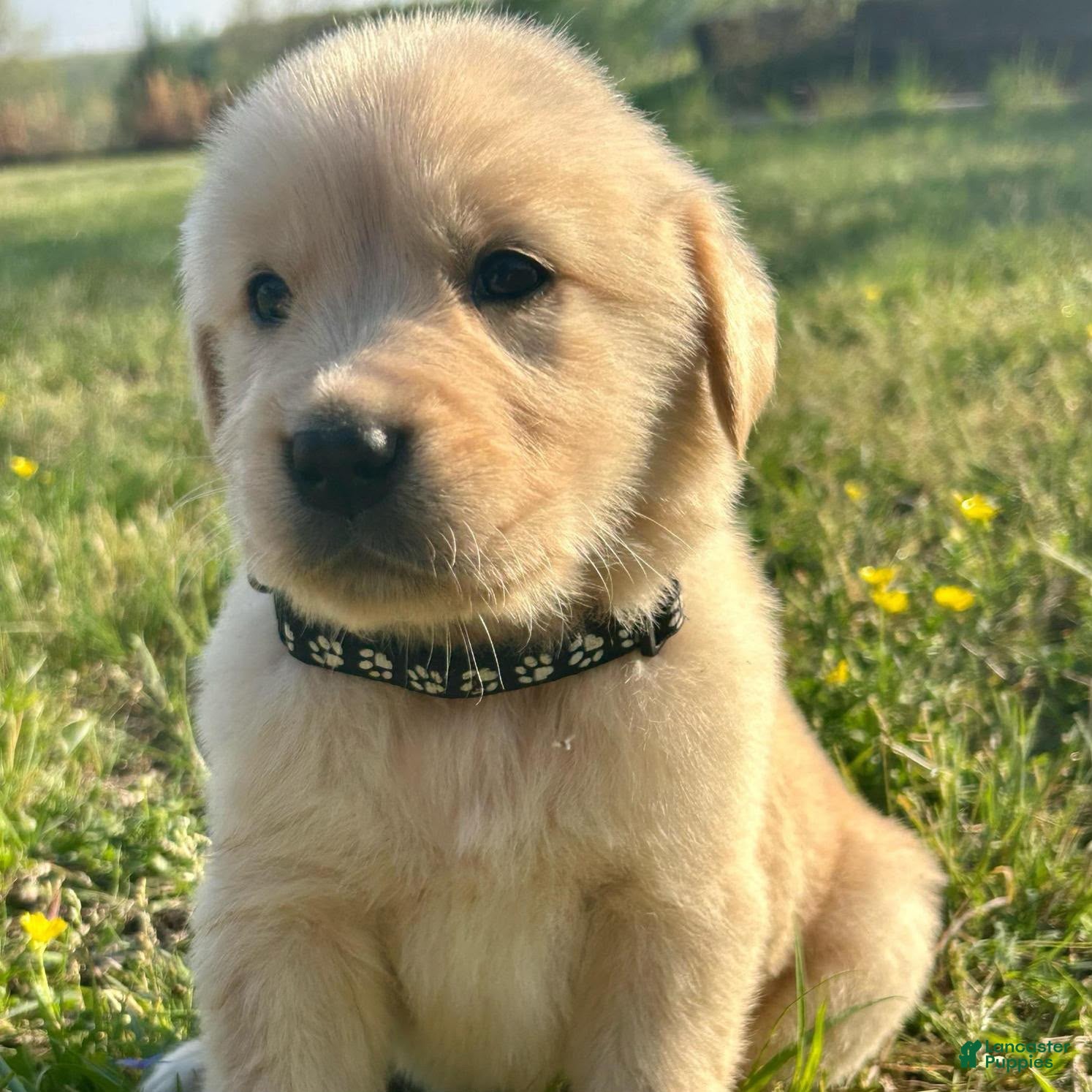Golden Retriever dogs Stormy  - Ad 2