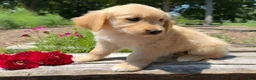 Golden Retriever dogs for sale: Emily - Ad 6