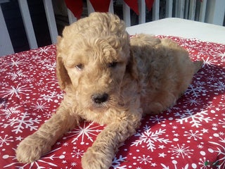Goldendoodle dogs Teddy - Ad 36