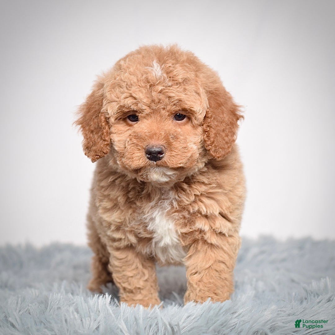 Mini Goldendoodle dogs for sale: Mr. Ozzie - Ad 8