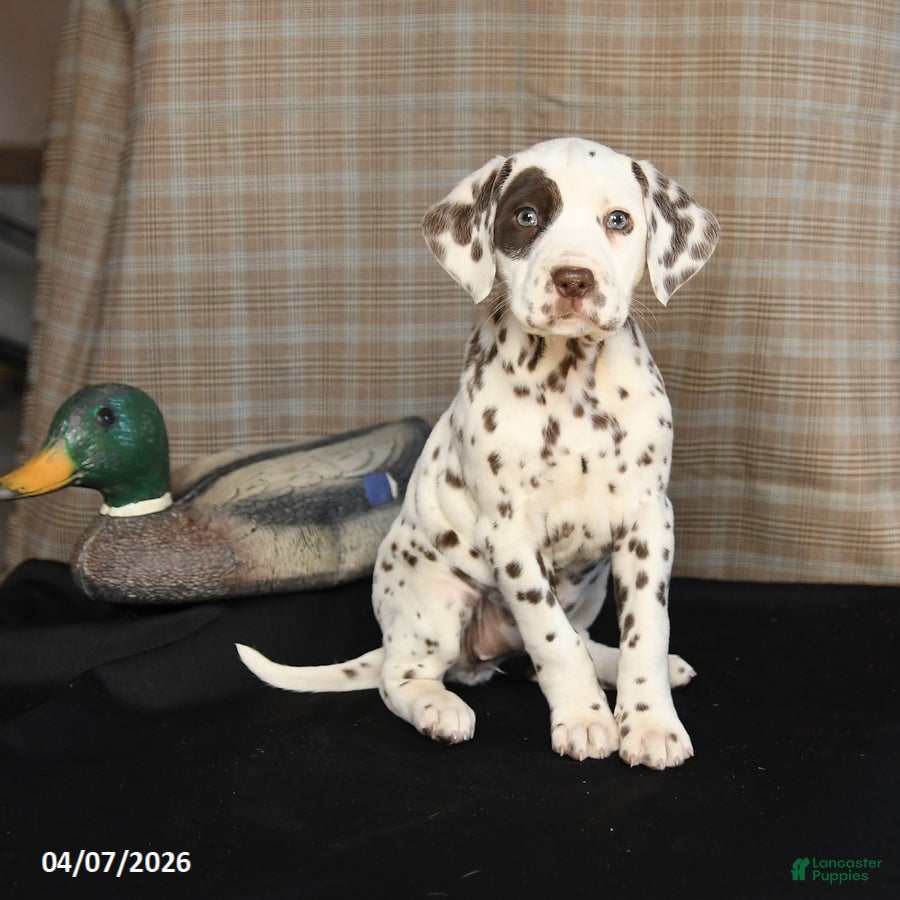 Dalmatian dogs Daisy - Ad 1