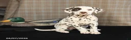Dalmatian dogs for sale: Daisy - Ad 1