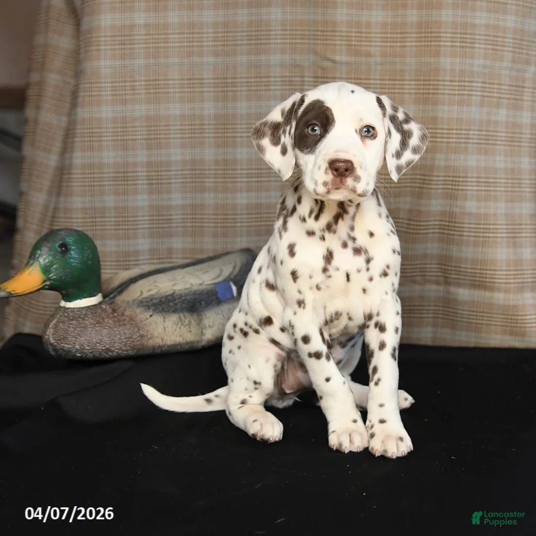 Dalmatian dogs for sale: Daisy - Ad 1