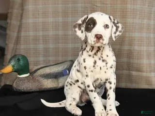Dalmatian dogs for sale: Daisy - Ad 1
