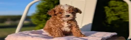 Cavapoo dogs for sale: Sparky - Ad 5