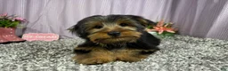 Yorkshire Terrier dogs for sale: Yorkshire Terrier 1 - Ad 2